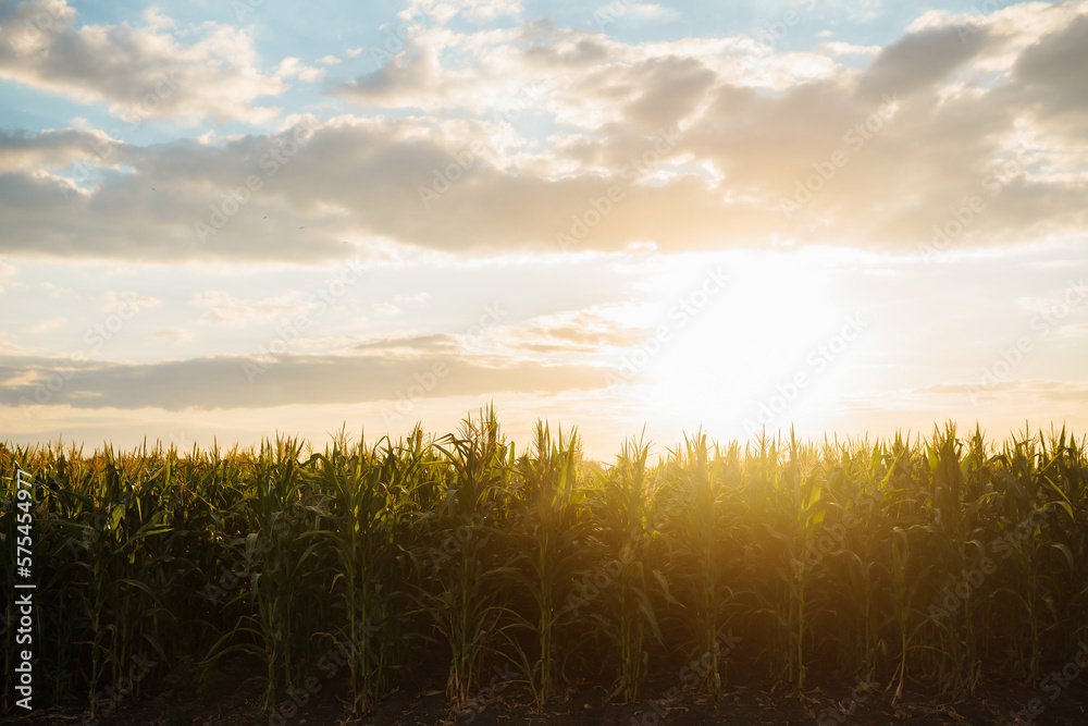 Young corn field at agriculture farm at sunset. Agriculture, organic gardening, planting or ecology concept.