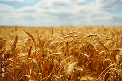 Gold wheat field. Growth nature harvest. Agriculture farm.