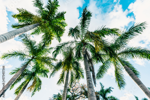 palm trees against blue sky