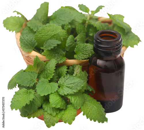 Lemon balm leaves with extracted essential oil 