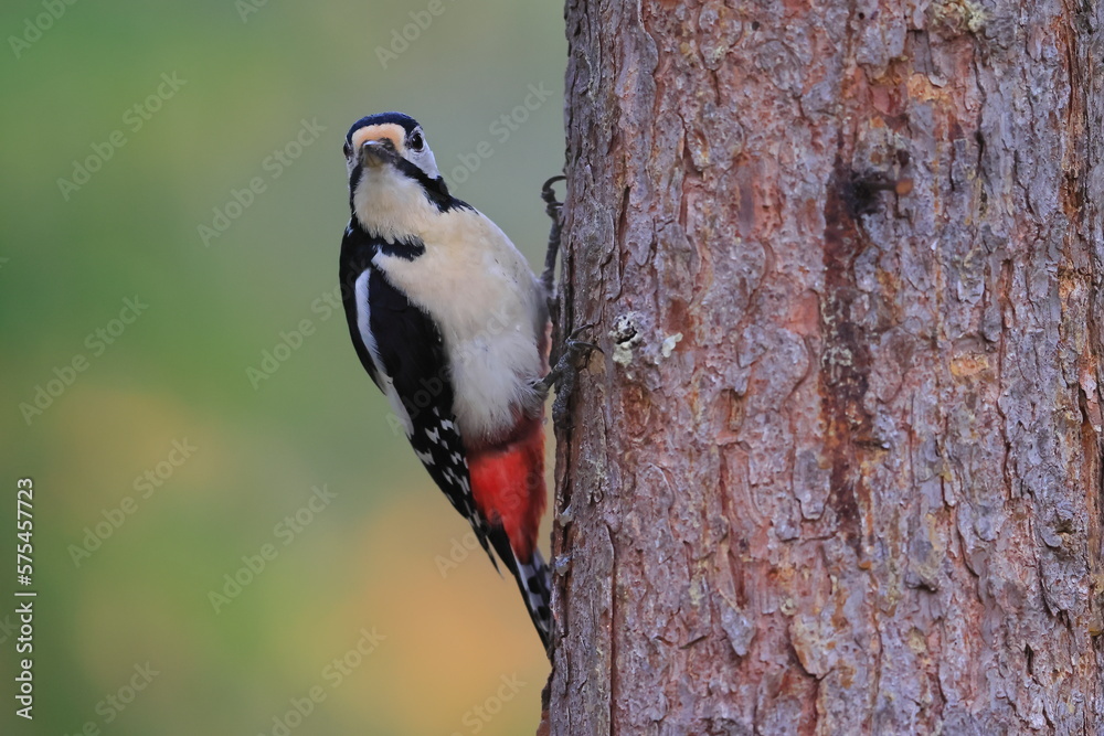 Great spotted woodpecker, Dendrocopos major, Finland, Kuhmo Great spotted woodpecker, Dendrocopos major, Finland, Kuhmo