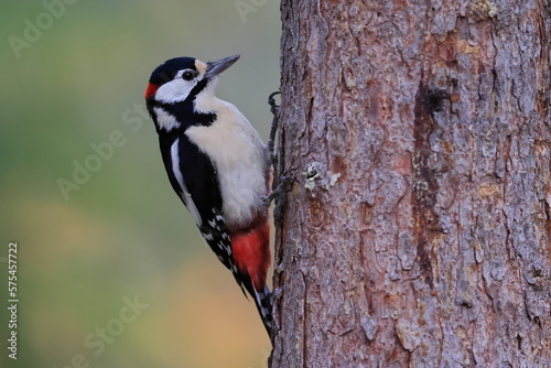 Great spotted woodpecker, Dendrocopos major, Finland, Kuhmo