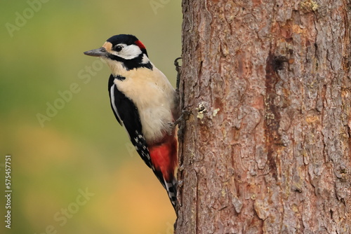 Great spotted woodpecker, Dendrocopos major, Finland, Kuhmo
