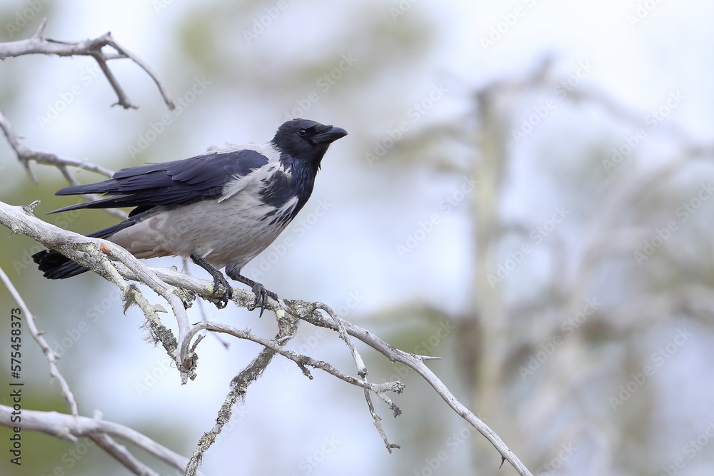 Hooded crow, Corvus cornix, Finland, Kuhmo