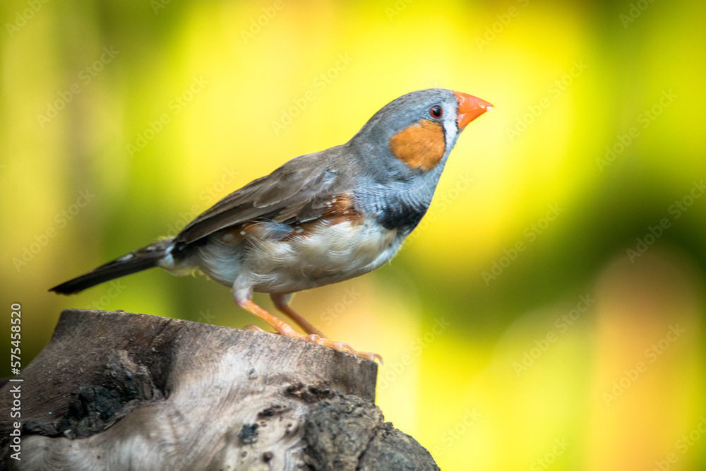 Naklejka premium The zebra finches are two species of estrildid finch in the genus Taeniopygia found in Australia and Indonesia