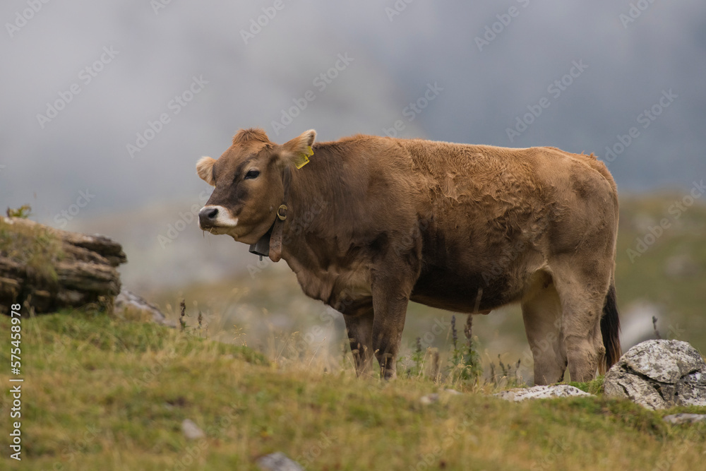 Domestic Cattle (Bos taurus) standing in an Alpine meadow in Julierpass, Graubünden, Switzerland Domestic Cattle (Bos taurus) standing in an Alpine meadow in Julierpass, Graubünden, Switzerland