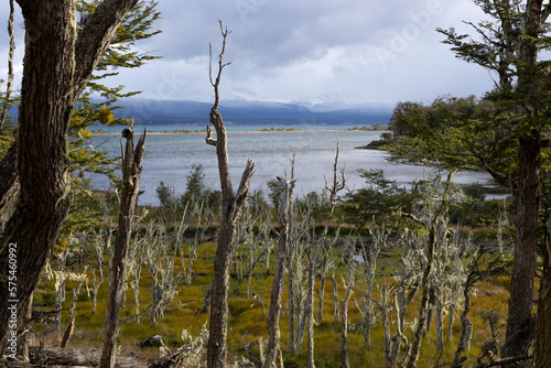 RESERVA PROVINCIAL LAGUNA NEGRA at Fagnano Lake near Tolhuin, Argentina, Tierra del Fuego, South America photo