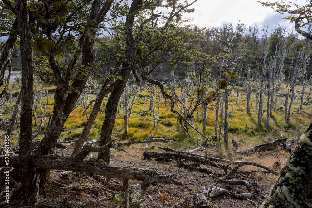 RESERVA PROVINCIAL LAGUNA NEGRA at Fagnano Lake near Tolhuin, Argentina, Tierra del Fuego, South America RESERVA PROVINCIAL LAGUNA NEGRA at Fagnano Lake near Tolhuin, Argentina, Tierra del Fuego, South America