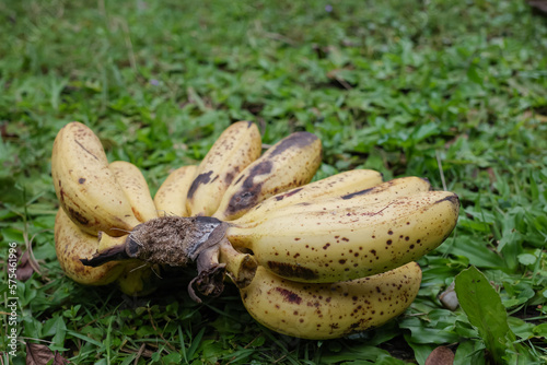 Small ripe bananas are yellow in color