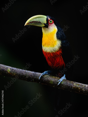 Red-breasted Toucan portrait on stick on rainy day against black background