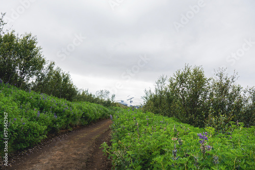Selective focus of lupinus polyphyllus or blue pod lupine on the side of a path to glacier in Iceland