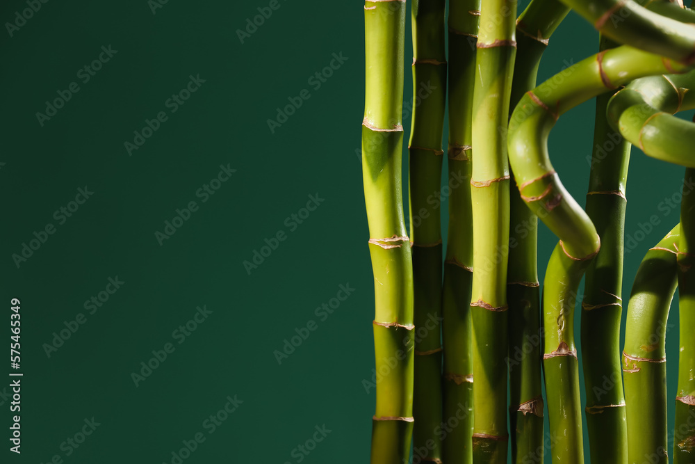 Obraz premium Bamboo branches on green background