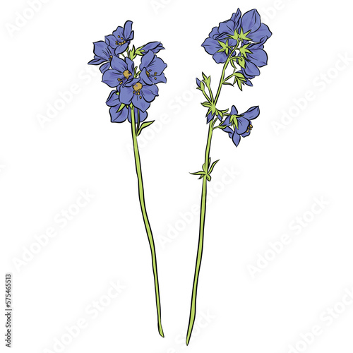 Isolated vector botanical illustration of purple polemonium flowers on white background. photo