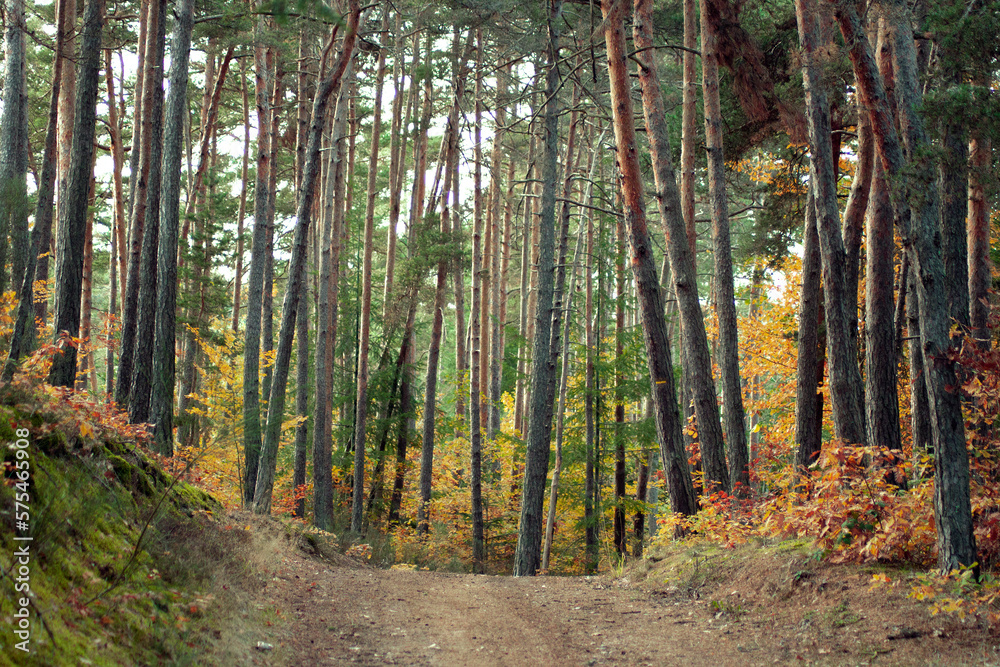 Obraz premium Colorful forest view. Woods in autumn. Walk path in the woods. Tall trees.