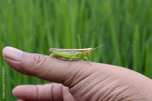 green grasshopper perched on hand photo