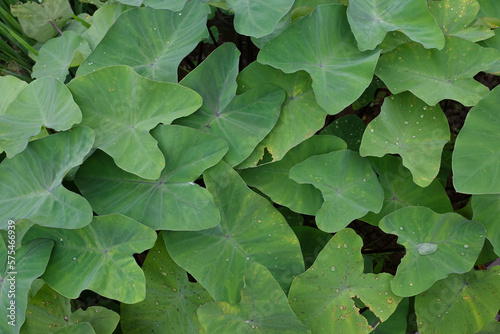 taro leaf wallpapers and backgrounds