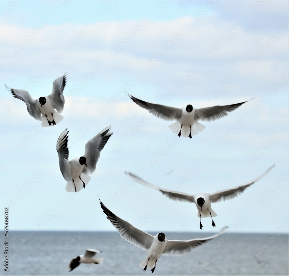 bird, sky, seagull, gull, flight, fly, sea, wings bird, sky, seagull, gull, flight, fly, sea, wings