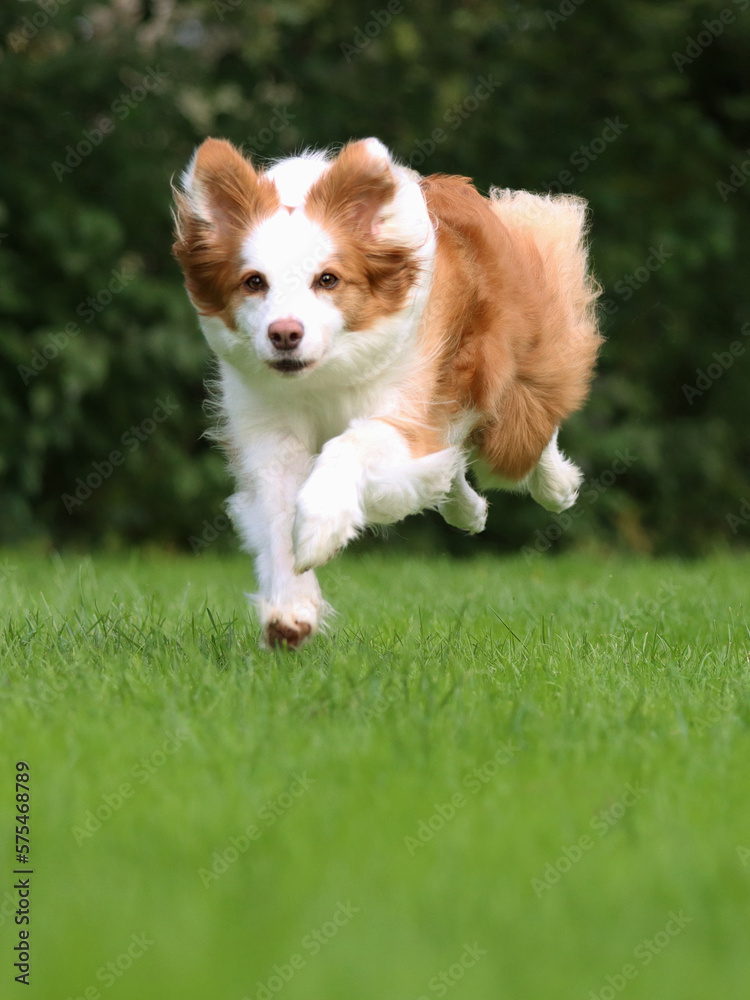 Laufende rot-weiße Border-Collie-Hündin