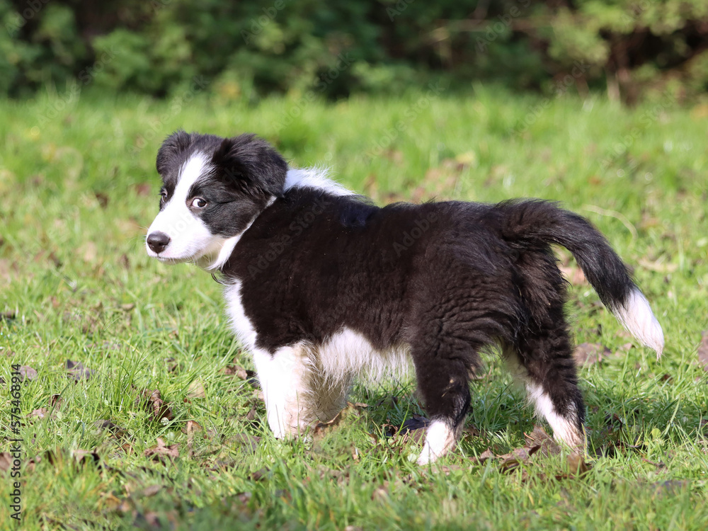 Verschmitzter Border-Collie-Welpe