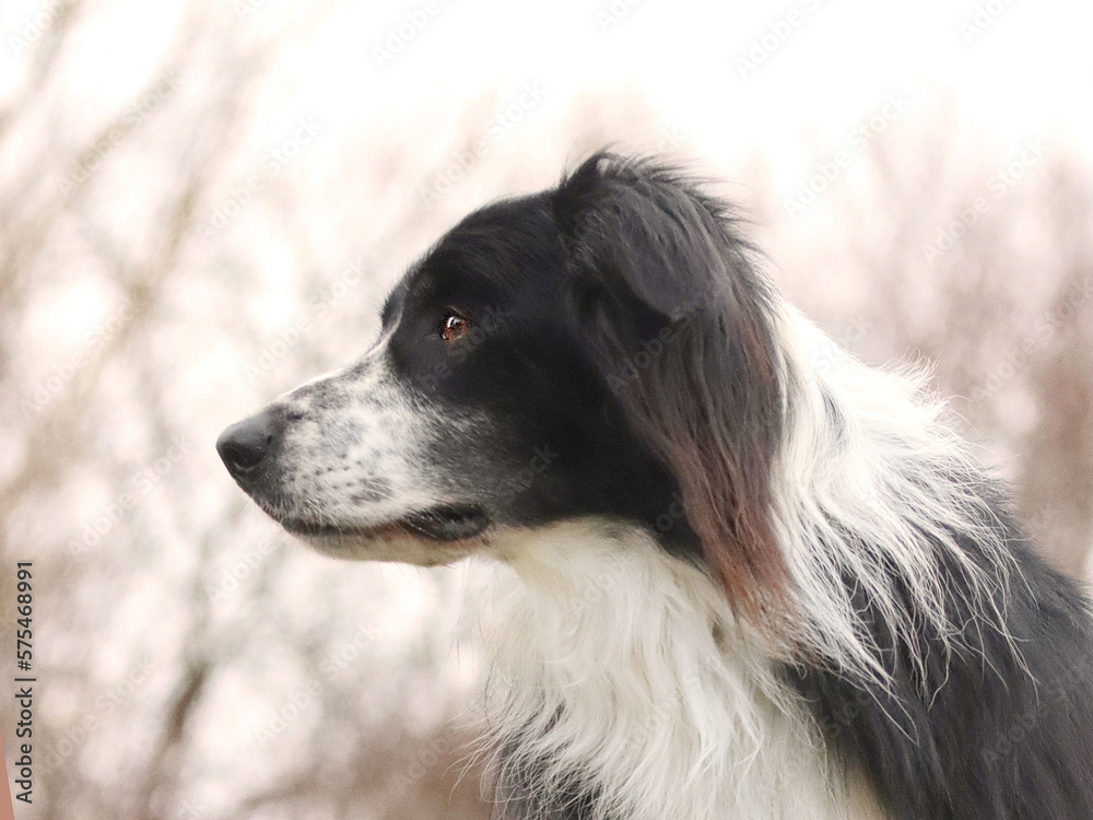Fototapeta premium Border Collie