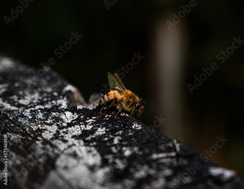 ants on a tree