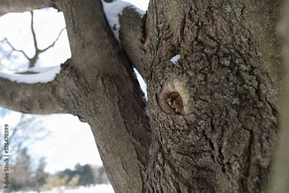 Obraz premium abstract winter scene with close up of a tree trunk