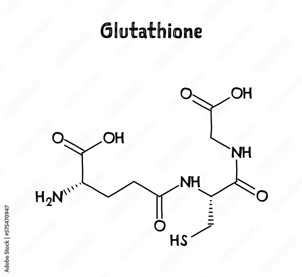 Glutathione molecular structure. Glutathione is an antioxidant in plants, animals, fungi, bacteria and archaea. .Vector structural formula of chemical compound. Black pen Hand-drawn style. Glutathione molecular structure. Glutathione is an antioxidant in plants, animals, fungi, bacteria and archaea. .Vector structural formula of chemical compound. Black pen Hand-drawn style.