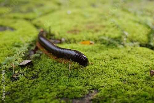 the life of a millipede in nature