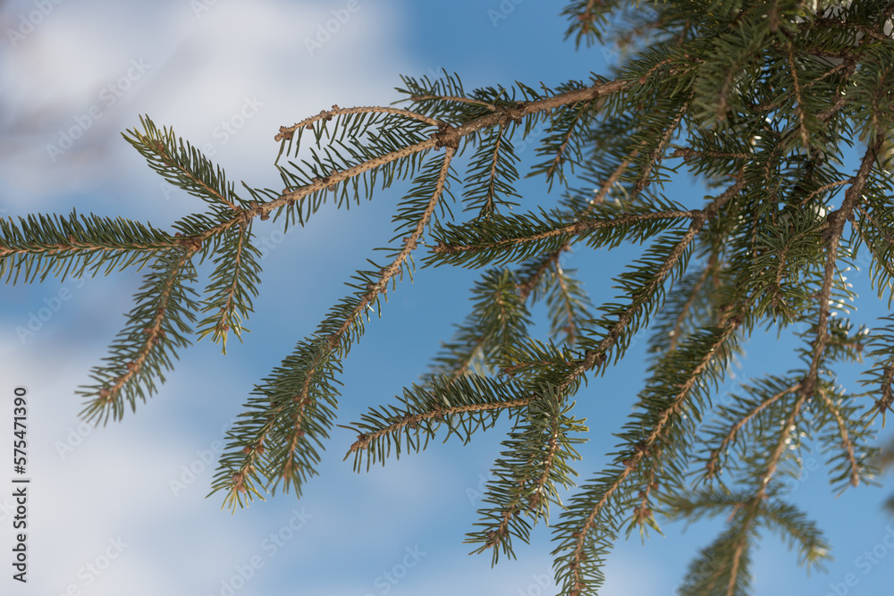 pine branches against blue sky pine branches against blue sky