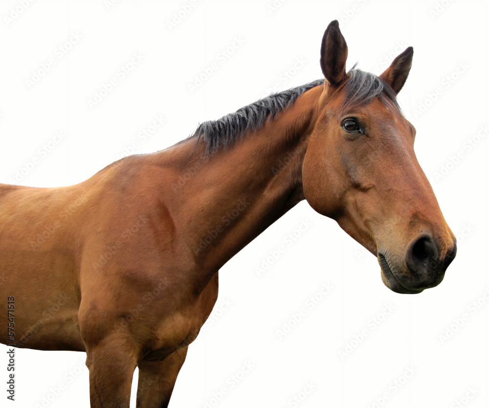 Fototapeta premium brown horse isolated on white background country farm animal