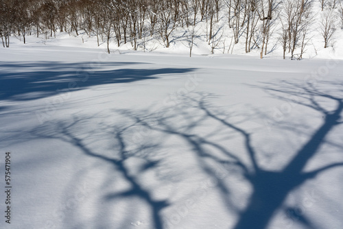 晴れた日の雪原に映る木の影