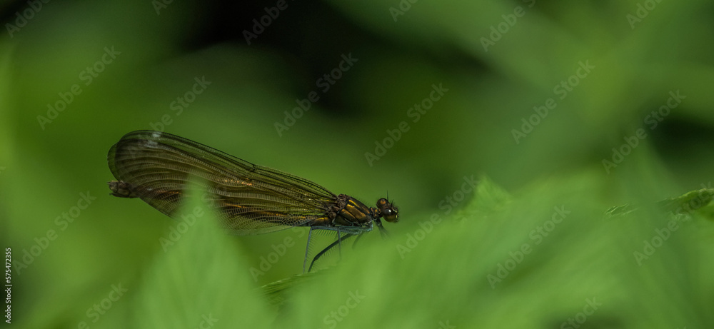 A dragonfly closeup in wildlife on a leaf, copy space A dragonfly closeup in wildlife on a leaf, copy space