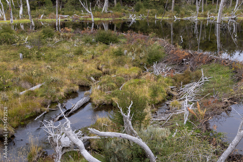 Fototapeta Naklejka Na Ścianę i Meble -  Beaver habitat in Tierra del Fuego National Park near Ushuaia, Argentina, South America