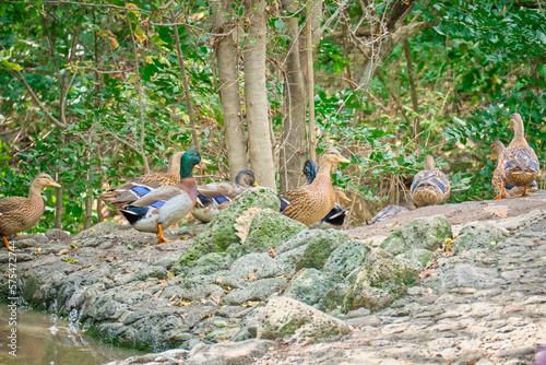 Ducks in the Seaside safari Park. photo