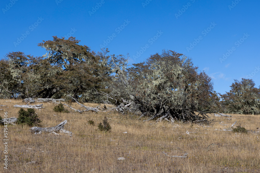 Picturesque landscape with beautiful trees covered with spanish moss at Lago Yehuin on the island Tierra del Fuego, Argentina, South America Picturesque landscape with beautiful trees covered with spanish moss at Lago Yehuin on the island Tierra del Fuego, Argentina, South America
