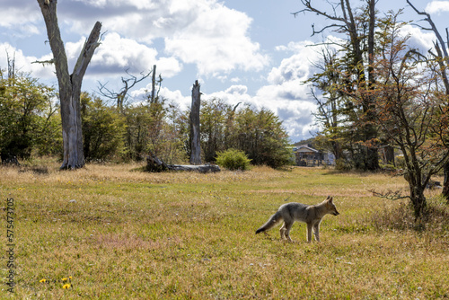 Observing a fox in the Reserva Lago Yehuin on Tierra del Fuego island in Argentina  South America