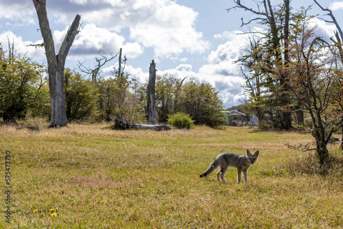 Observing a fox in the Reserva Lago Yehuin on Tierra del Fuego island in Argentina, South America © freedom_wanted