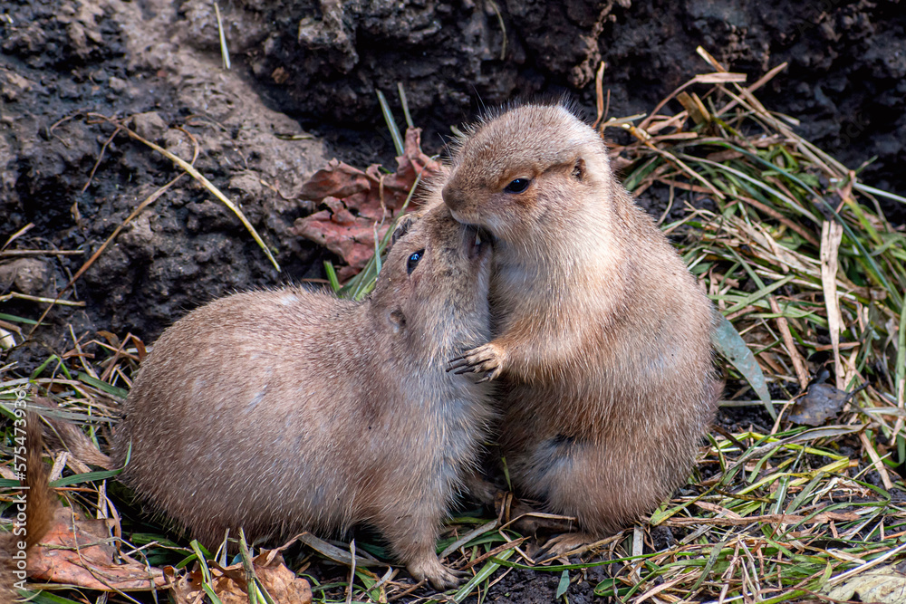 Two black-tailed prairie dogs are showing love to each other Two black-tailed prairie dogs are showing love to each other