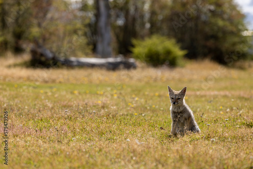 Observing a fox in the Reserva Lago Yehuin on Tierra del Fuego island in Argentina, South America © freedom_wanted