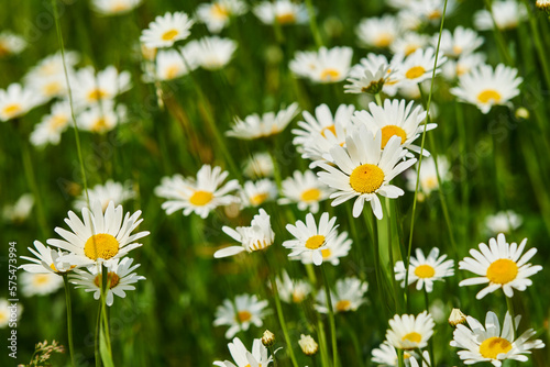 Mergerittenwiese im Sonnenlicht