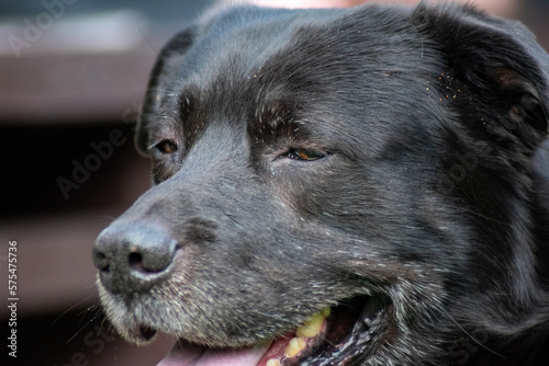 Wallpaper Mural Tired and thirsty, old black labrador close up head portrait Torontodigital.ca