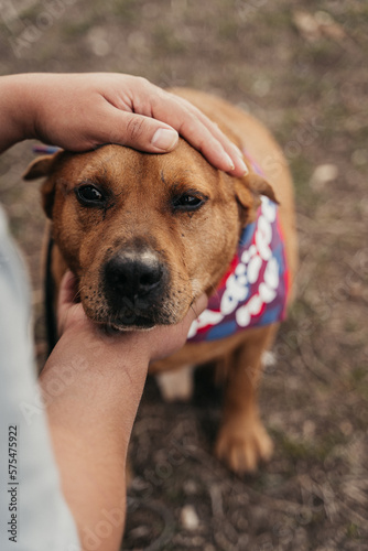 Portrait of a rescue dog