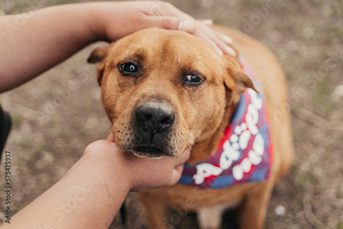 Portrait of a rescue dog