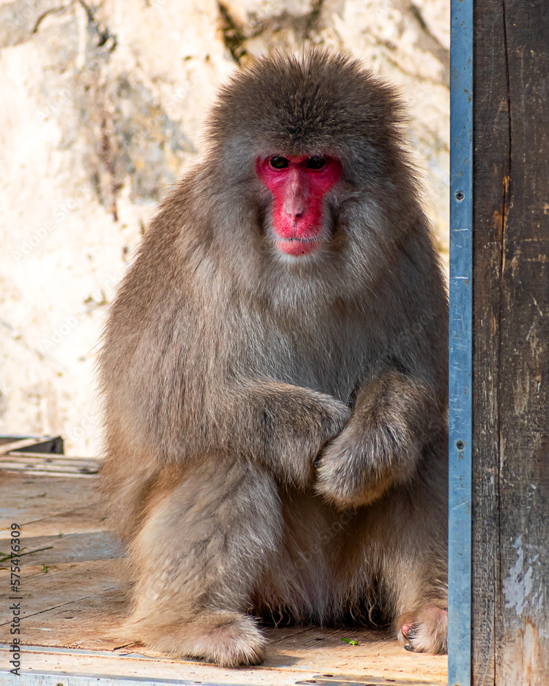 Japanese snow monkeys are enjoying a sunny day