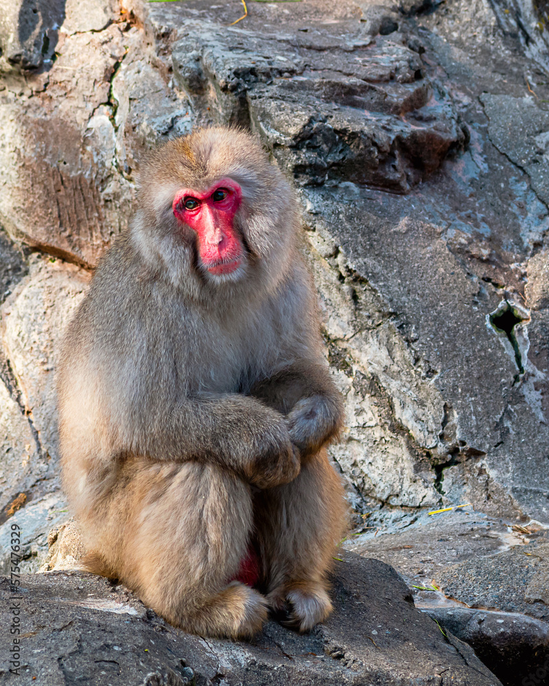 Japanese snow monkeys are enjoying a sunny day Japanese snow monkeys are enjoying a sunny day