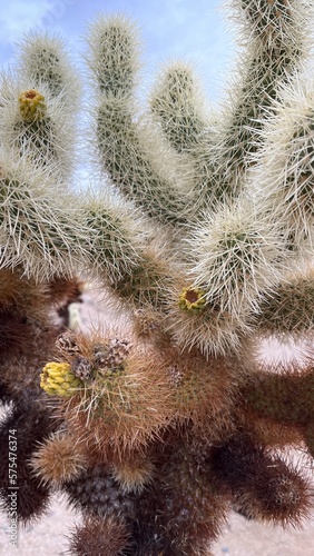 cactus in the desert
