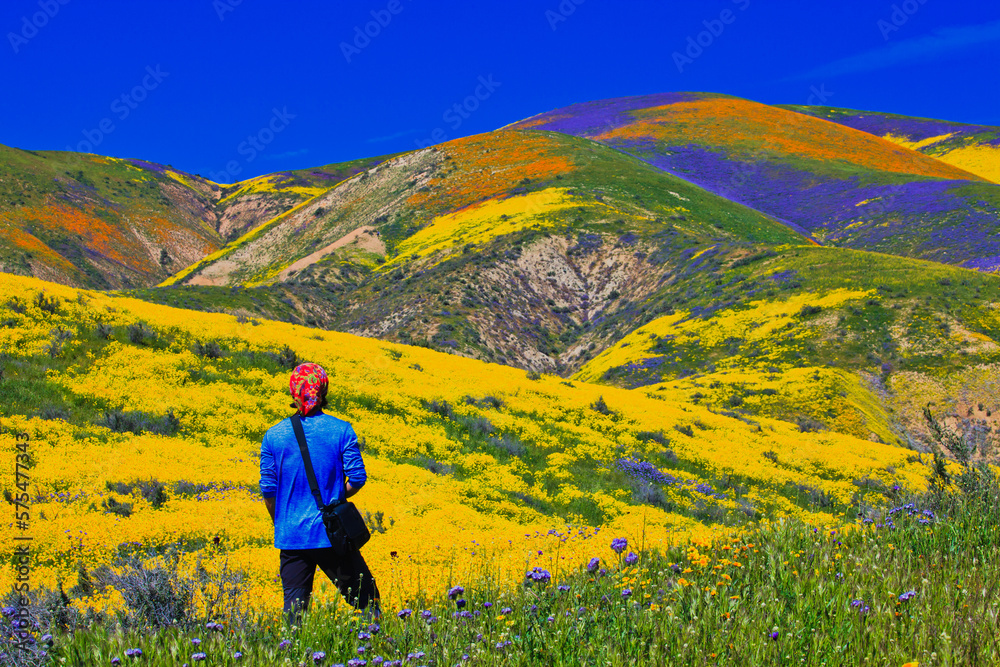 A hiker enjoying the wildflower super bloom in Carrizo Plain National Monument - one of the best place to see amazing wildflowers 