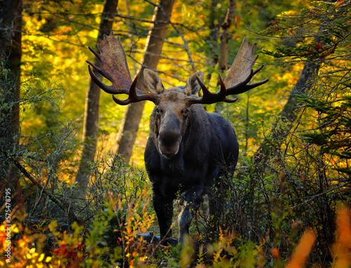 bull moose coming to a call.