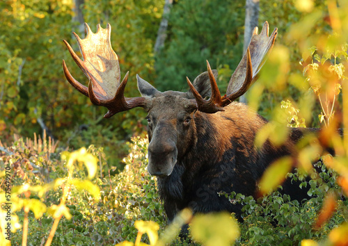 bull moose in the shadows