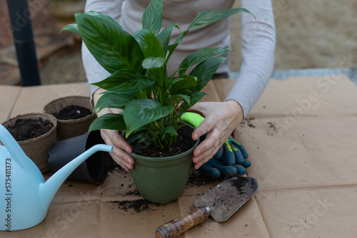 woman replants green plant in pots with soil 